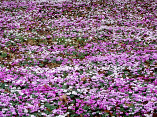 обоя цветы, цикламены, много, розовый, поляна
