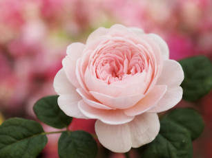 Картинка цветы розы бледно-розовый нежность