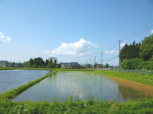 Картинка природа поля вода рис