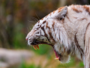 Картинка животные тигры белый тигр пасть клыки хищник