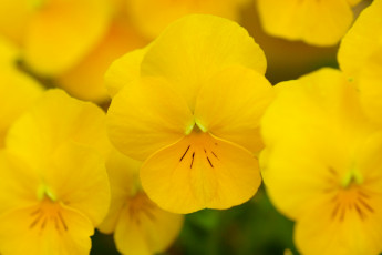 Картинка цветы анютины глазки садовые фиалки желтый яркий