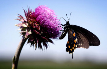 Картинка животные бабочки макро цветок