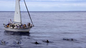 Картинка корабли Яхты дельфины небо яхта море
