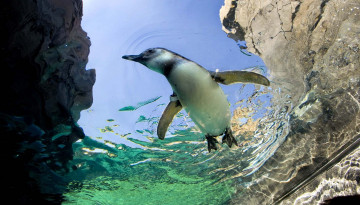 обоя животные, пингвины, вода