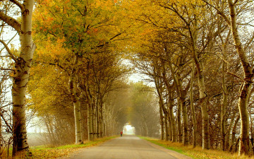 обоя природа, дороги, осень, деревья, дорога