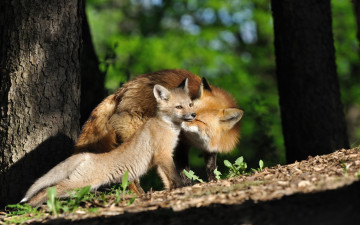 обоя животные, лисы, лисёнок, материнство