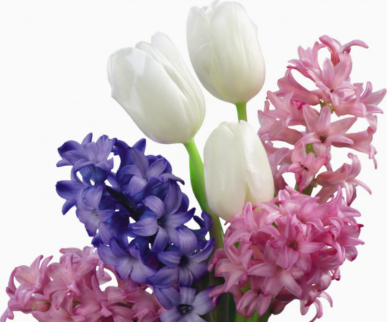 Обои картинки фото цветы, букеты, композиции, тюльпаны