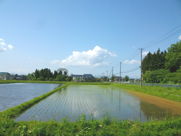 Обои картинки фото природа, поля, вода, рис