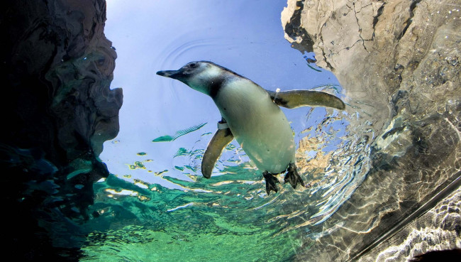 Обои картинки фото животные, пингвины, вода