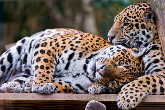 Обои картинки фото животные, Ягуары, отдых