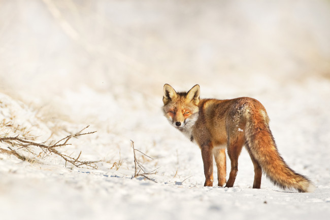 Обои картинки фото животные, лисы, смотрит, зима, лиса