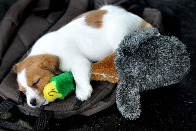 Обои картинки фото животные, собаки, щенок, игрушка, сон