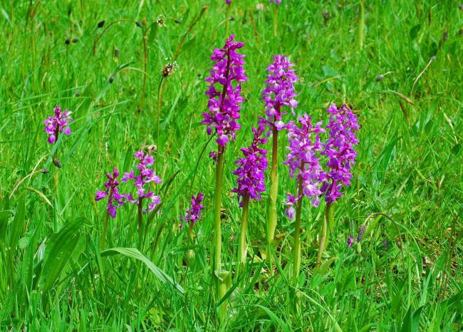 Обои картинки фото цветы, орхидеи, трава