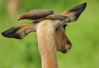 Картинка животные разные вместе импала чернопятая антилопа птица
