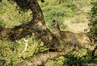 Картинка животные леопарды дерево