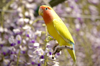 Картинка животные попугаи неразлучник яркий