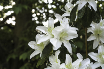 Картинка цветы рододендроны азалии белый куст