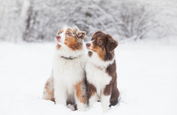 Картинка животные собаки пара внимание снег