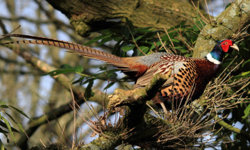 Картинка животные глухари тетерева фазаны хвост фазан