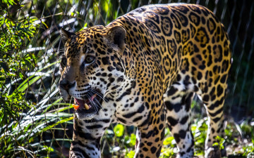 Картинка животные Ягуары ягуар клыки забор