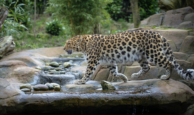 Обои картинки фото животные, леопарды, кошка, вода, амурский, леопард