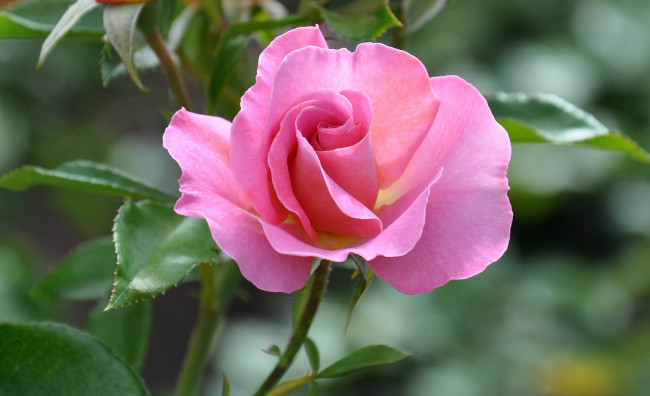 Обои картинки фото цветы, розы, красивая, розовая