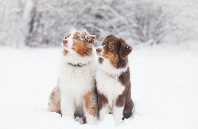 Обои картинки фото животные, собаки, пара, внимание, снег