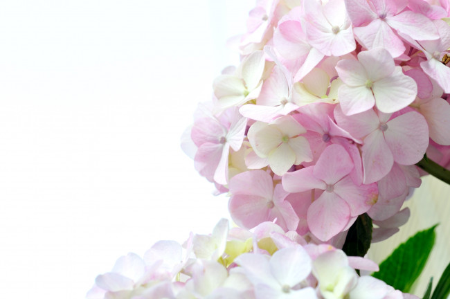 Обои картинки фото цветы, гортензия, бледно-розовый