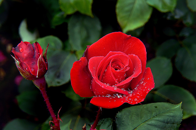 Обои картинки фото цветы, розы, красный, бутон