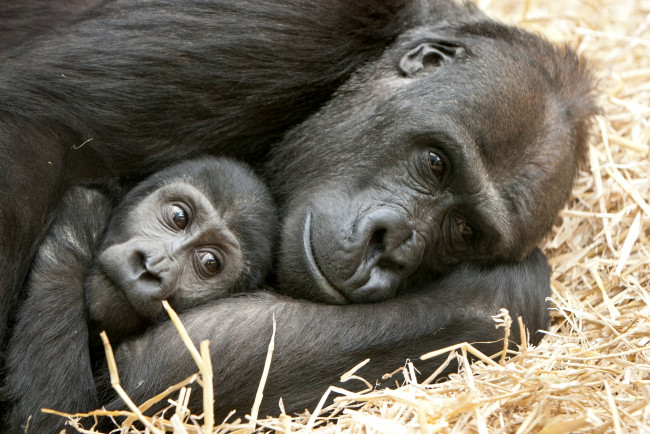 Обои картинки фото животные, обезьяны, забавные, гориллы