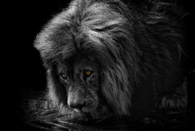 Обои картинки фото животные, львы, царь, глаза, грива