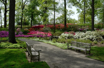 Картинка природа парк аллея скамейки деревья цветущие кусты