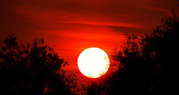 Картинка природа восходы закаты деревья силуэт закат солнце небо