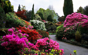 Картинка природа парк аллея кусты цветущие азалии