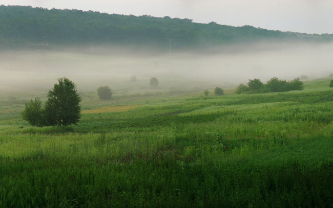 Обои картинки фото природа, луга, туман, утро, поля, деревья, трава