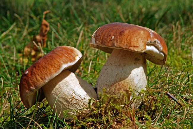 Обои картинки фото природа, грибы, боровики, пара, дуэт