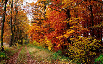 Картинка природа лес осень листопад листья деревья тропинка