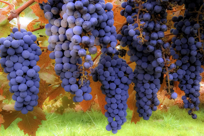 Обои картинки фото природа, Ягоды,  виноград, урожай, виноград, ягоды