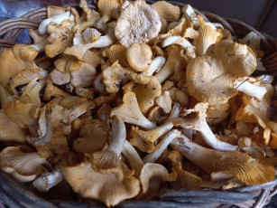 Картинка еда грибы +грибные+блюда лесные лисички