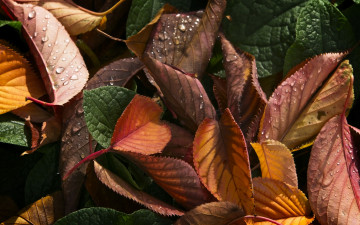Картинка природа листья осенние капли макро