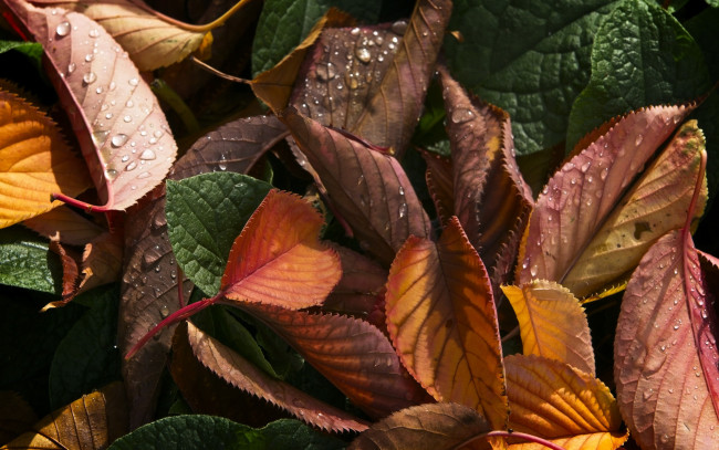 Обои картинки фото природа, листья, осенние, капли, макро