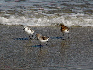 Картинка животные Чайки бакланы крачки волны песок