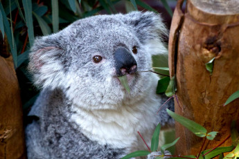 Картинка животные коалы плюшевый обед