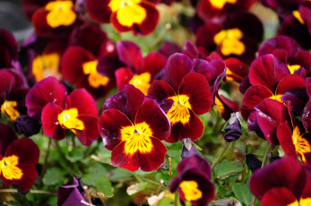 Картинка цветы анютины глазки садовые фиалки бордовый много виола