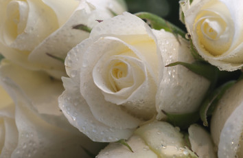 Картинка цветы розы белый капли