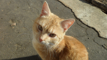 Картинка животные коты рыжий взгляд