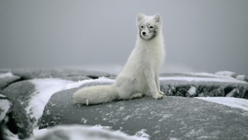 обоя животные, песцы, сидит, снег, камни, полярная, лисица, песец