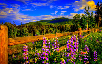 Картинка mountain spring природа луга луг цветы изгородь горы простор