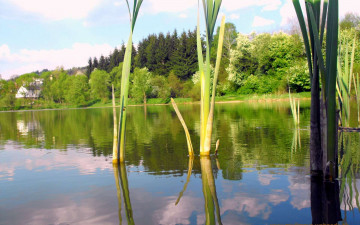 Картинка природа реки озера камыши река деревья