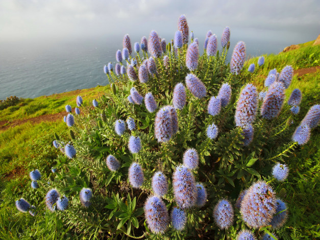 Обои картинки фото flowers, near, the, sea, цветы, луговые, полевые, побережье, море